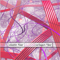 collagen filler